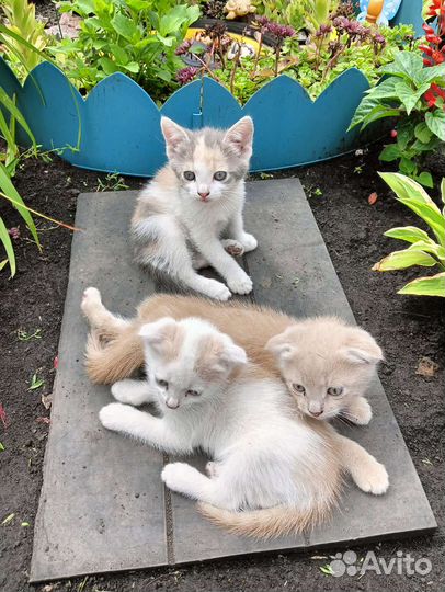 Котята в добрые руки