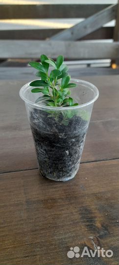 Саженцы самшита