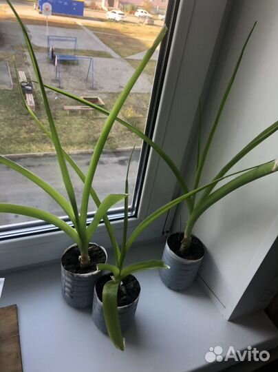 Последний Китайский лук