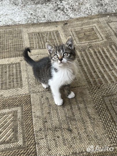 Котята