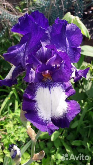 Ирисы бородатые
