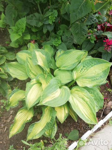 Хосты сортовые