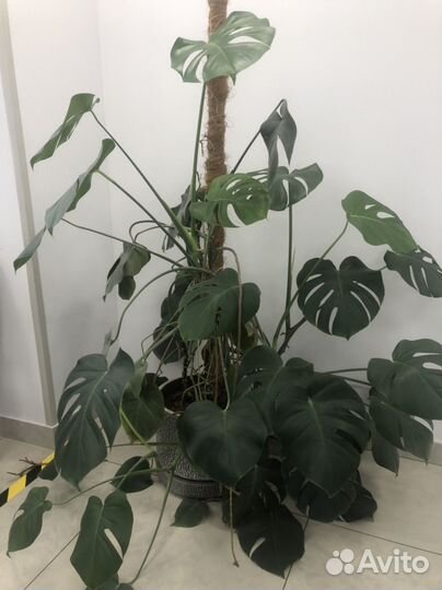Монстера растение
