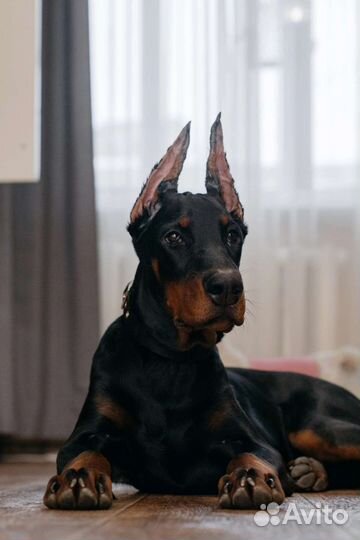 Щеночки добермана