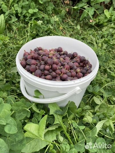 Свежие ягоды кабачки тыквы огурцы зелень