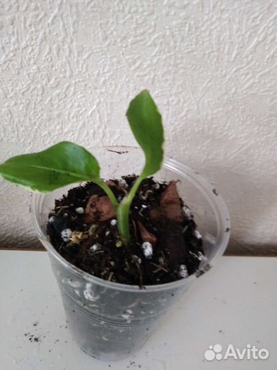 Диффенбахия Cool beauty