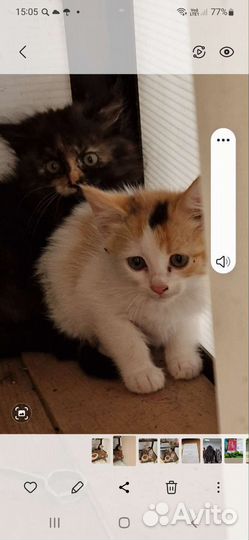 Котята,девочки,в добрые руки бесплатно