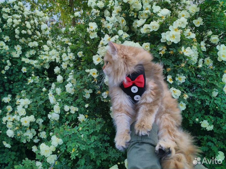 Золотой длинношерстный британец