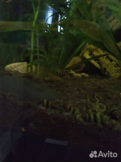 Улитка хелена