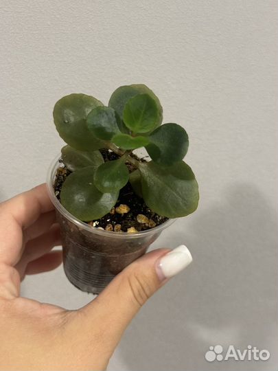 Каланхоэ цветущий