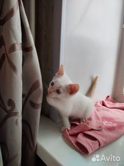 Малыш с голубыми глазами ждет лучших хозяев