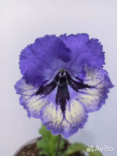 Стрептокарпусы почтой