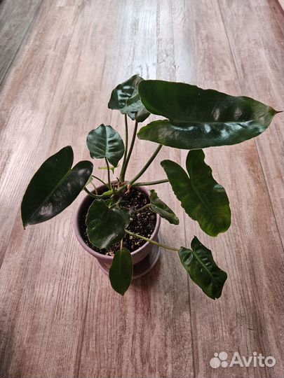 Филодендрон