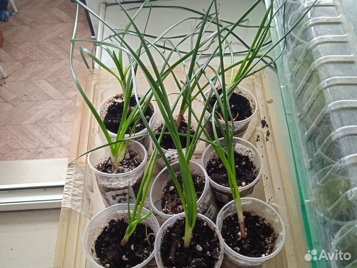 Гиппиаструм- сорт Гранде дива, цвет бордовый