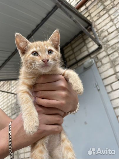 Котенок