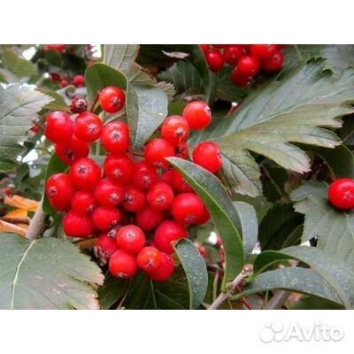 Рябина дуболистная