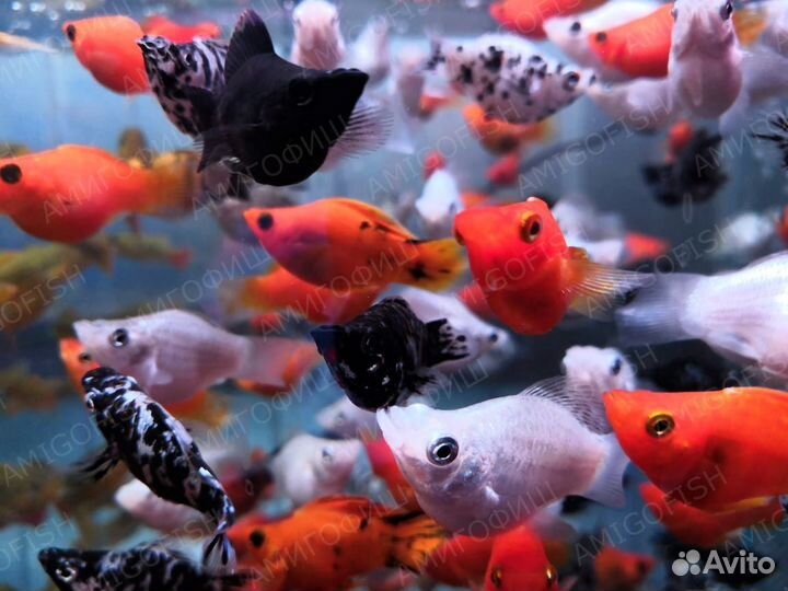 Моллинезия баллон. Живородки. Компрессор. Коряга