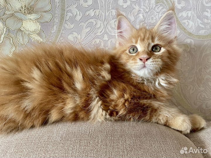 Котята мейн-кун 100%