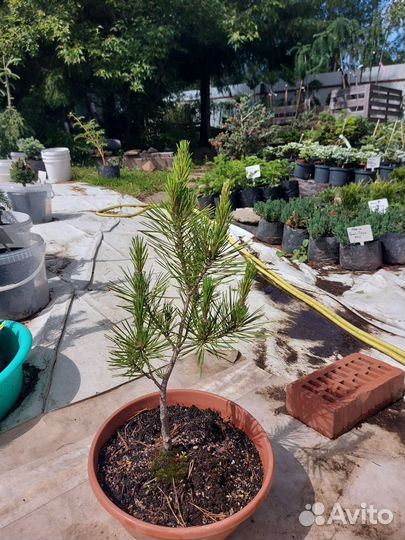 Pinus densiflora 'Rainbow' 25-35см