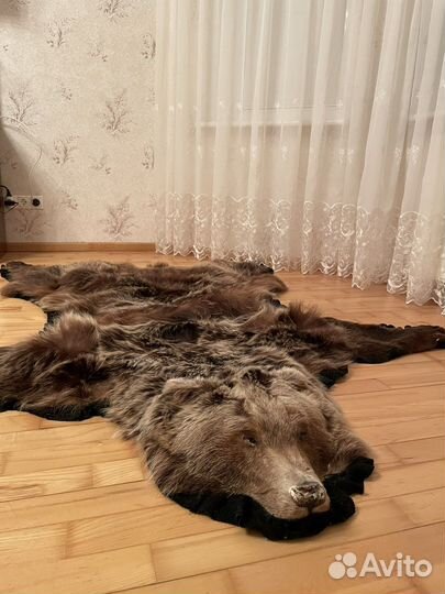 Шкура медведя