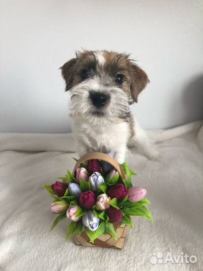 Щенки джек рассел терьер