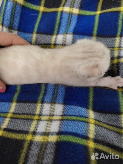 Котята Бенгальские Линкс