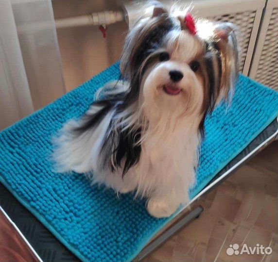 Бивер Вязка