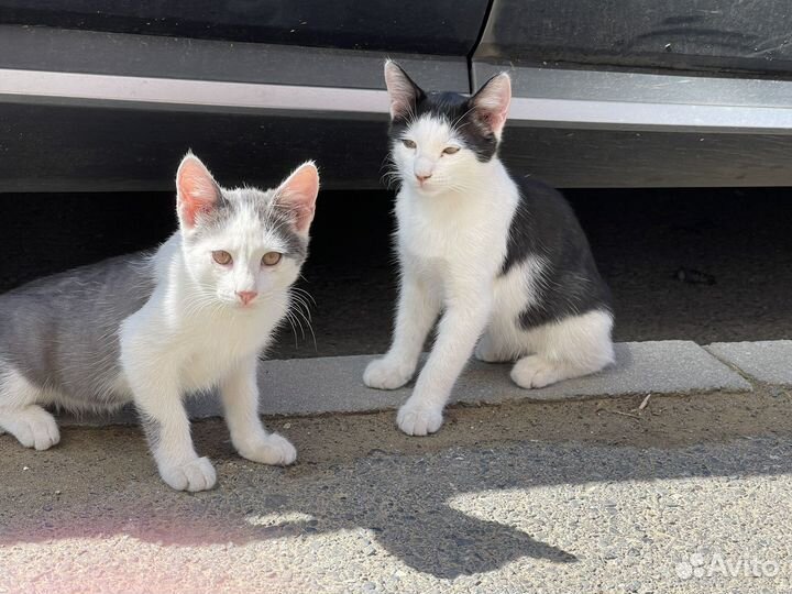 Котята в добрые руки даром