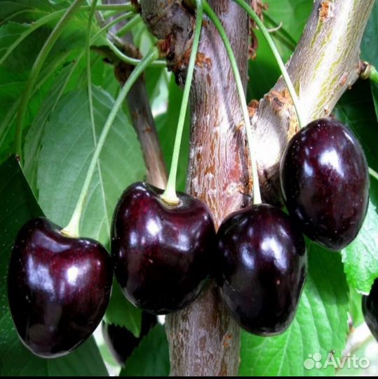 Черешня 