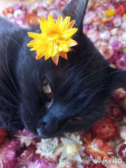 Гелихризум