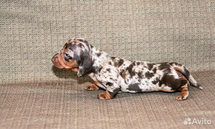 Кроличья такса