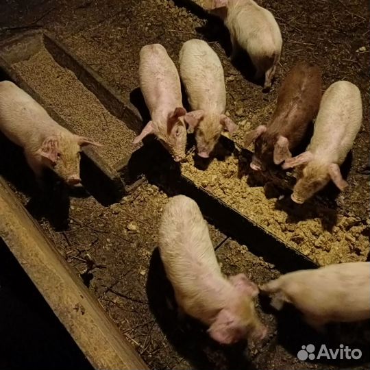 Поросята