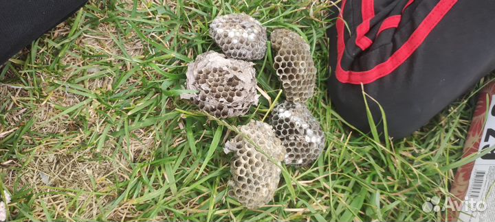 Осити-гнездище