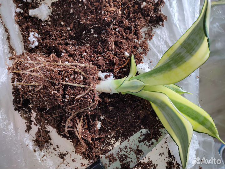 Сансевиерия Hahnii Tsunami,Gold Banner