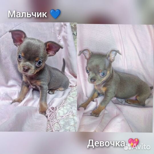 Шикарные мини дети