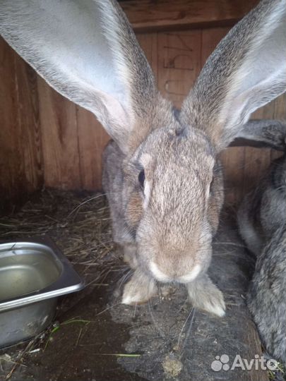 Кролик фландер