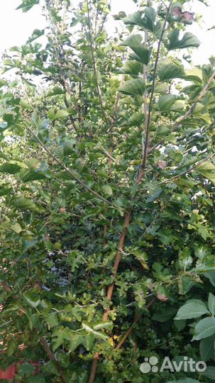 Шелковица - вкуснейшая ягода