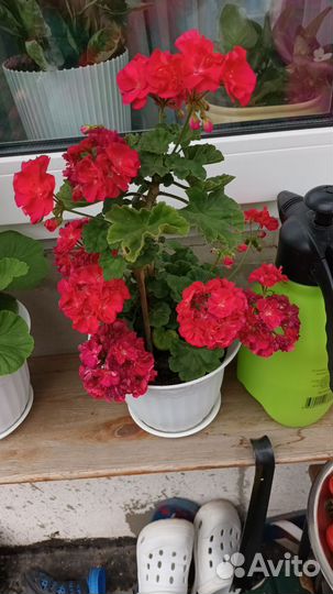 Пеларгония герань сортовая