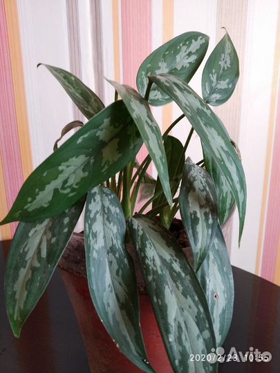 Цветы комнатные