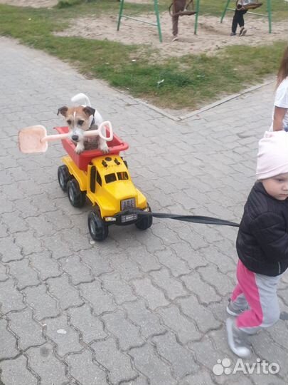 Вязка джек Рассел терьер