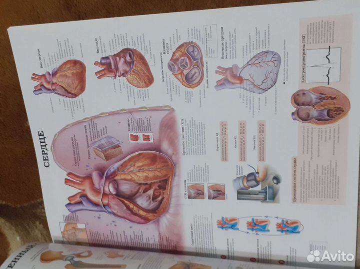 Атлас по анатомии человека