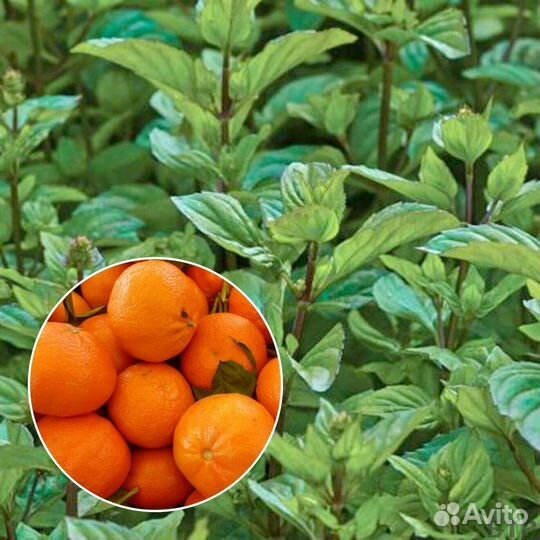 Мята вегетативная