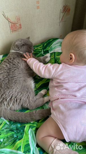 Кошка Дуся