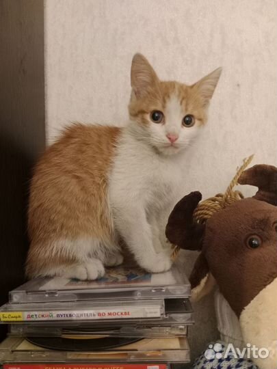 Рыжий котенок мальчик