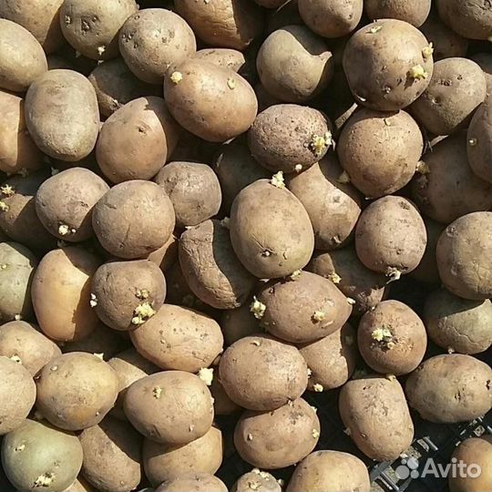 Семенной картофель
