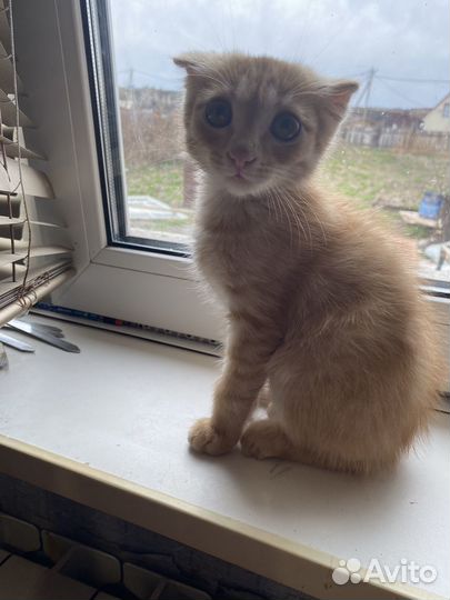 Отдам вислоухого котенка