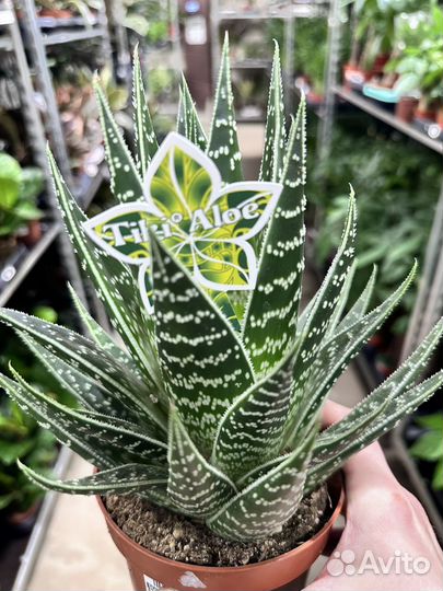 Алоэ Тики Таки