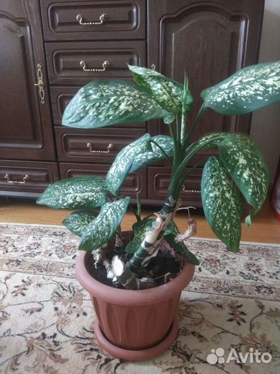 Диффенбахия