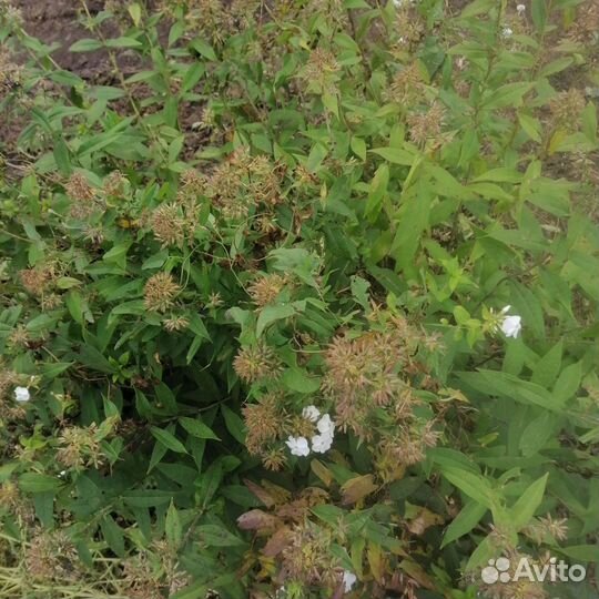 Флокс белый