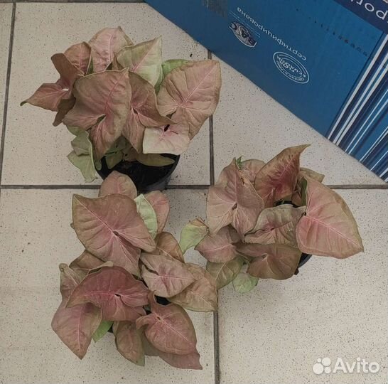 Комнатные растения